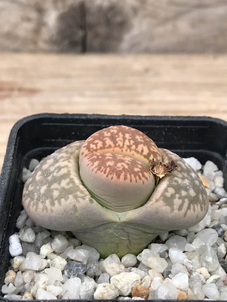 SHPR9070 Lithops gesinae v. annae - immagine 2