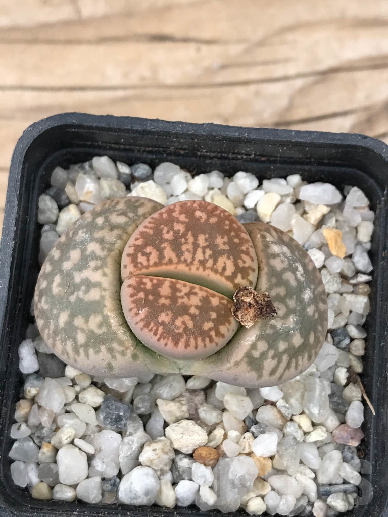 SHPR9070 Lithops gesinae v. annae - immagine 3