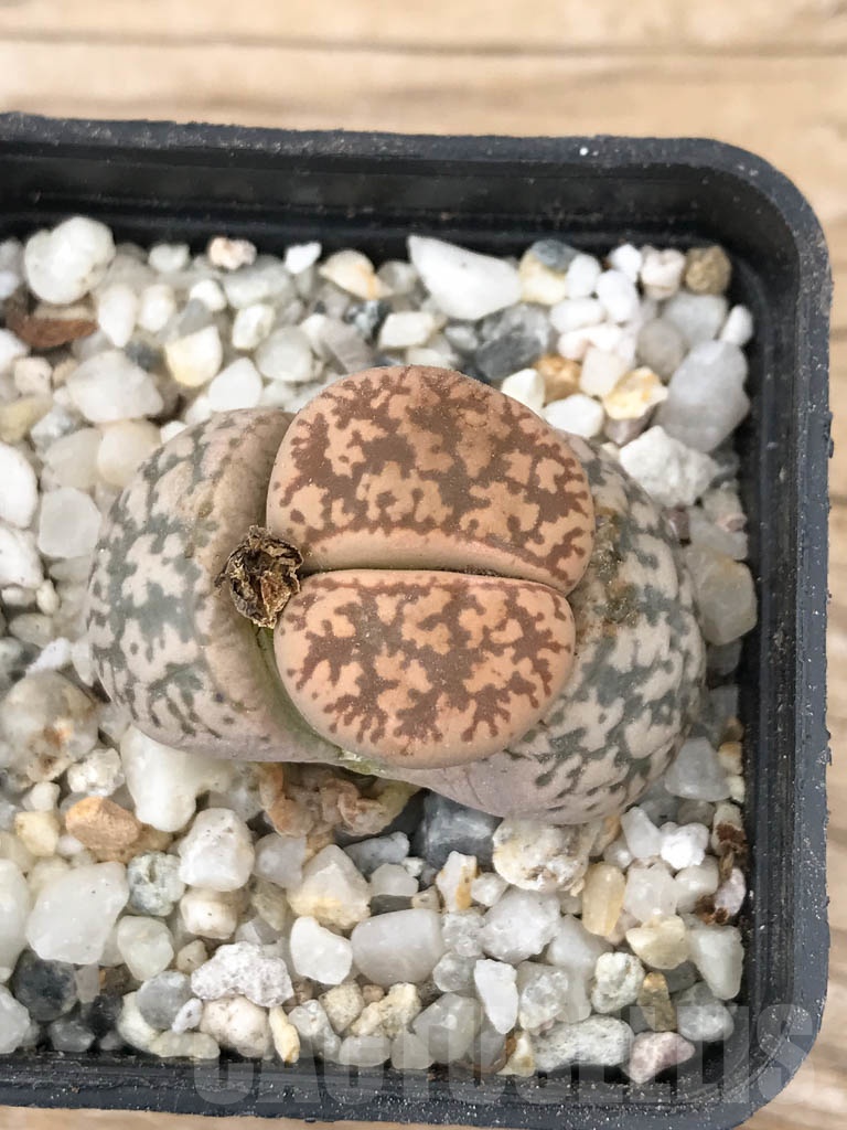 SHPR9070 Lithops gesinae v. annae - immagine 4