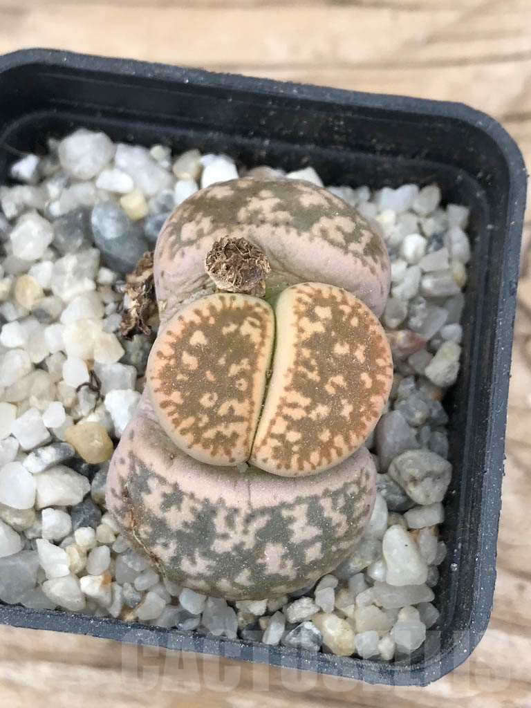 SHPR9070 Lithops gesinae v. annae - immagine 5