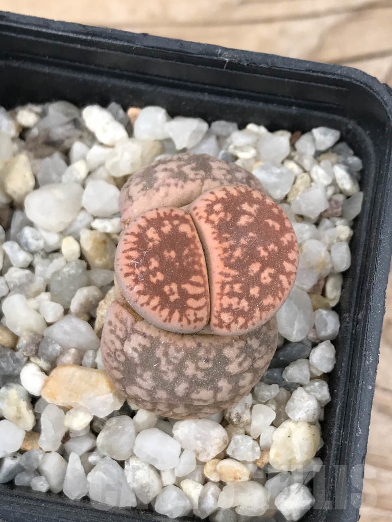 SHPR9070 Lithops gesinae v. annae