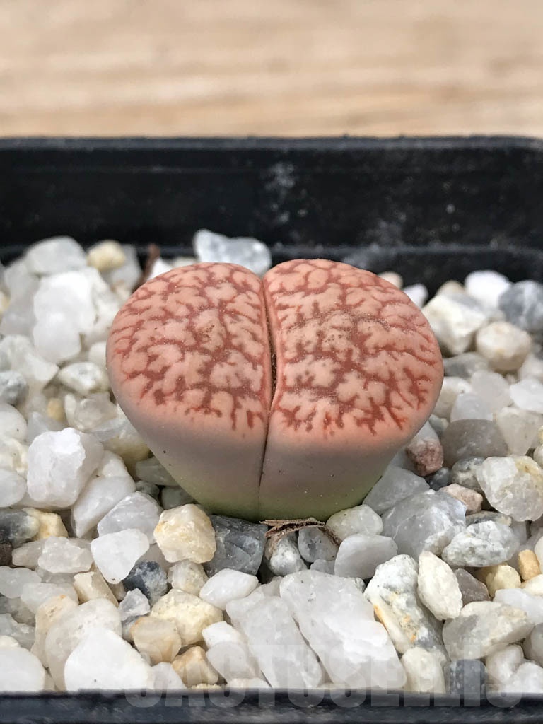 SHPR9074 Lithops gracilidelineata - 画像 (2)