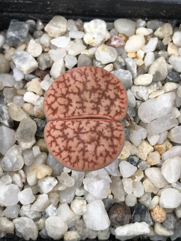 SHPR9074 Lithops gracilidelineata