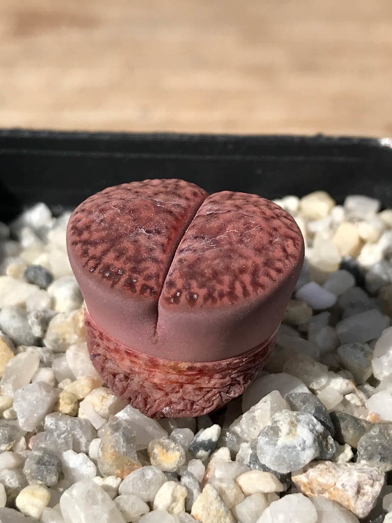 SHPR9078 Lithops embers