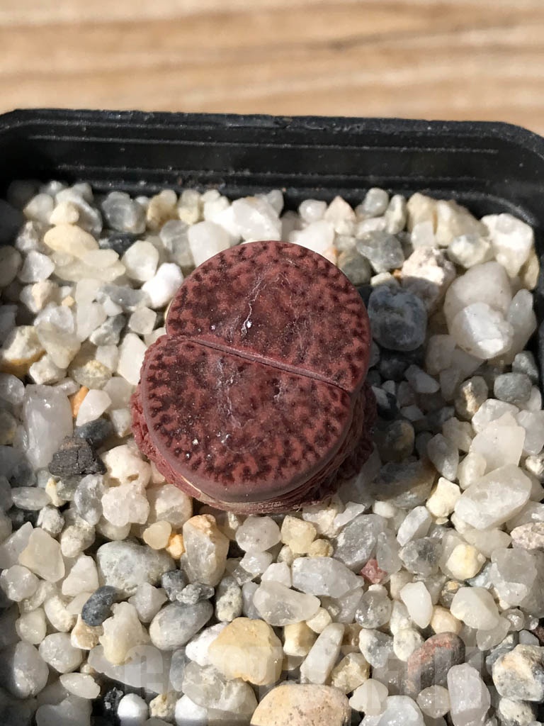 SHPR9078 Lithops embers - immagine 2