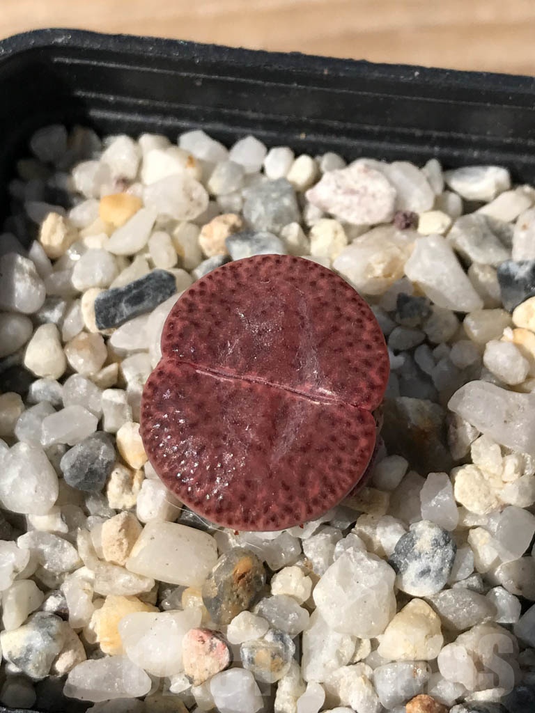 SHPR9078 Lithops embers - immagine 3