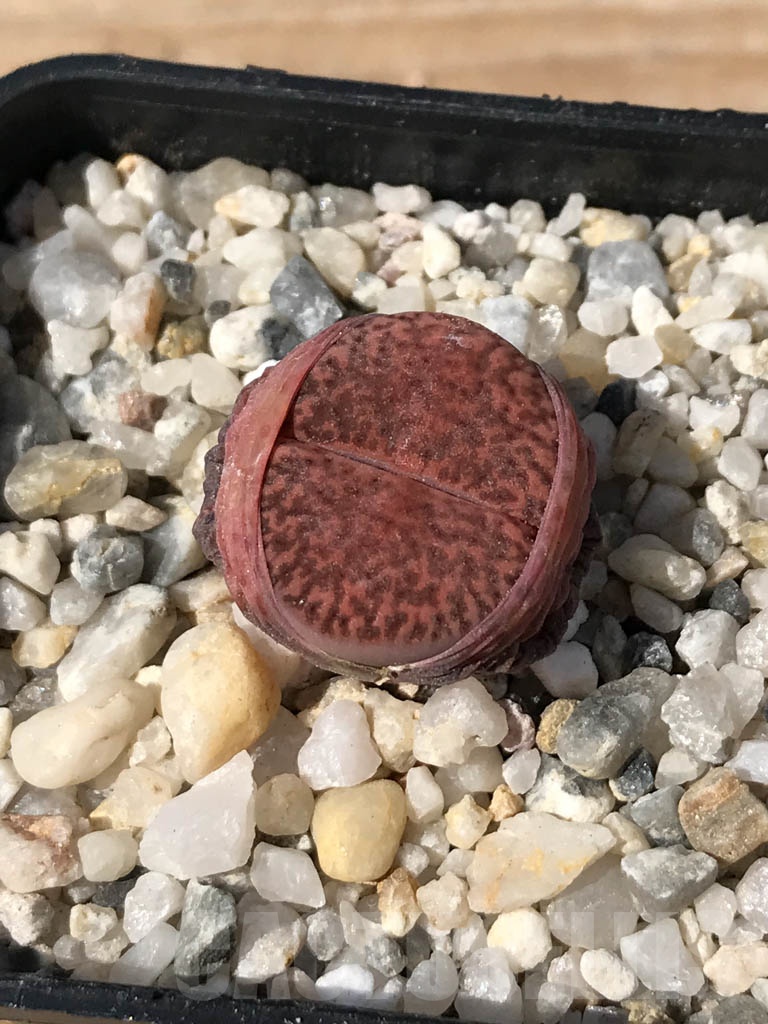 SHPR9078 Lithops embers - immagine 4