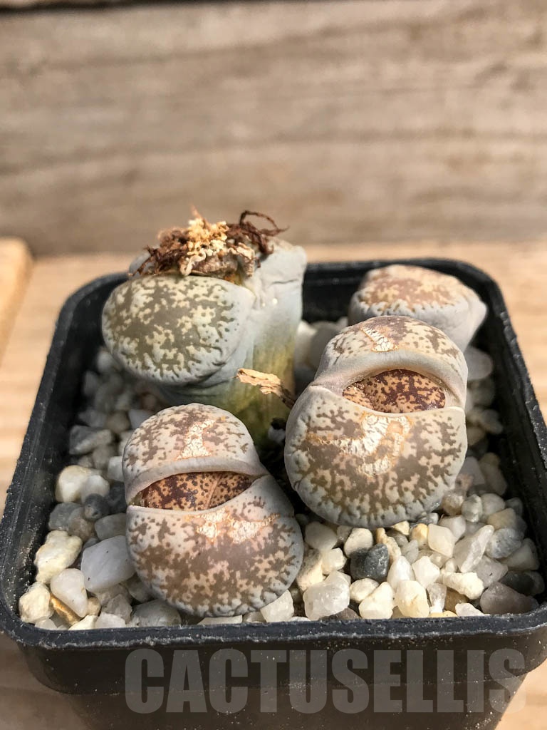 SHPR9080 Lithops lesliei var. venteri - Image 2