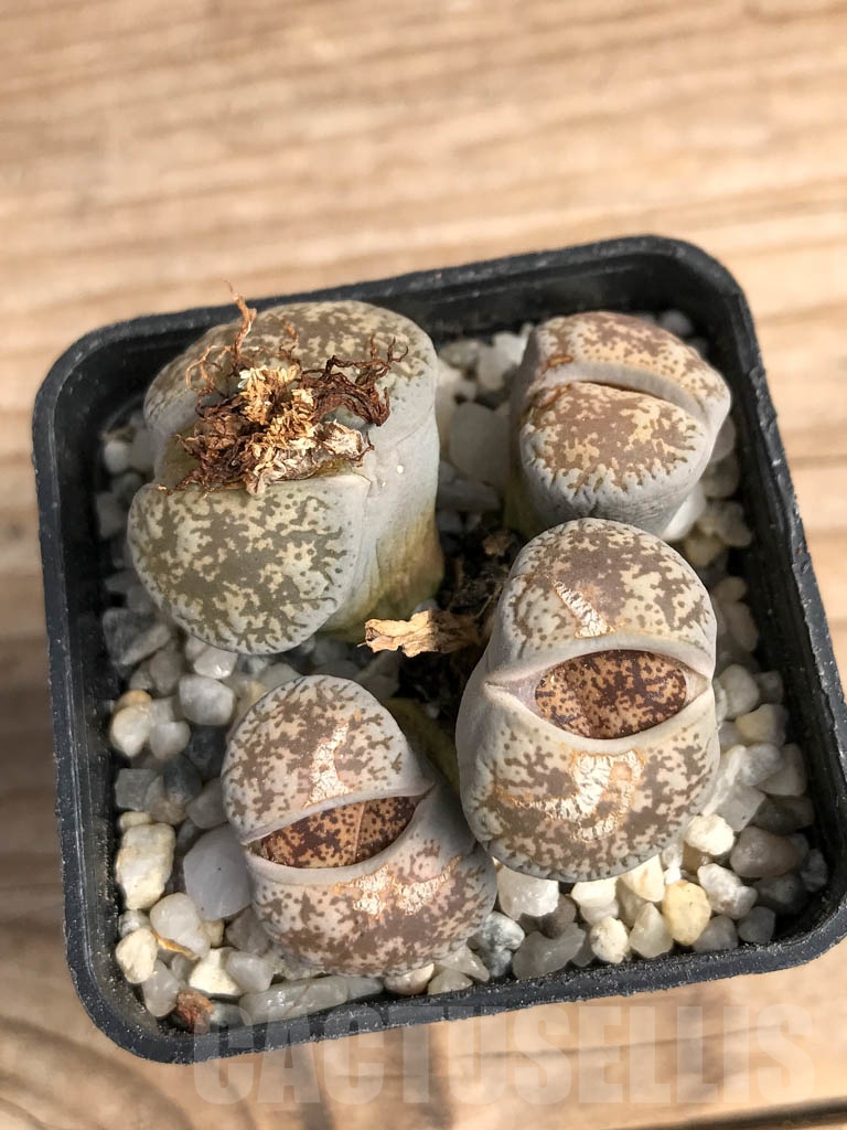 SHPR9080 Lithops lesliei var. venteri