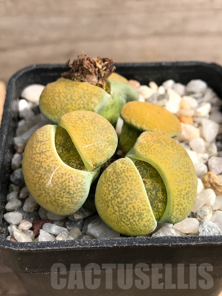 SHPR9081 Lithops lesliei ‘Albinica’ - Obrázek 2