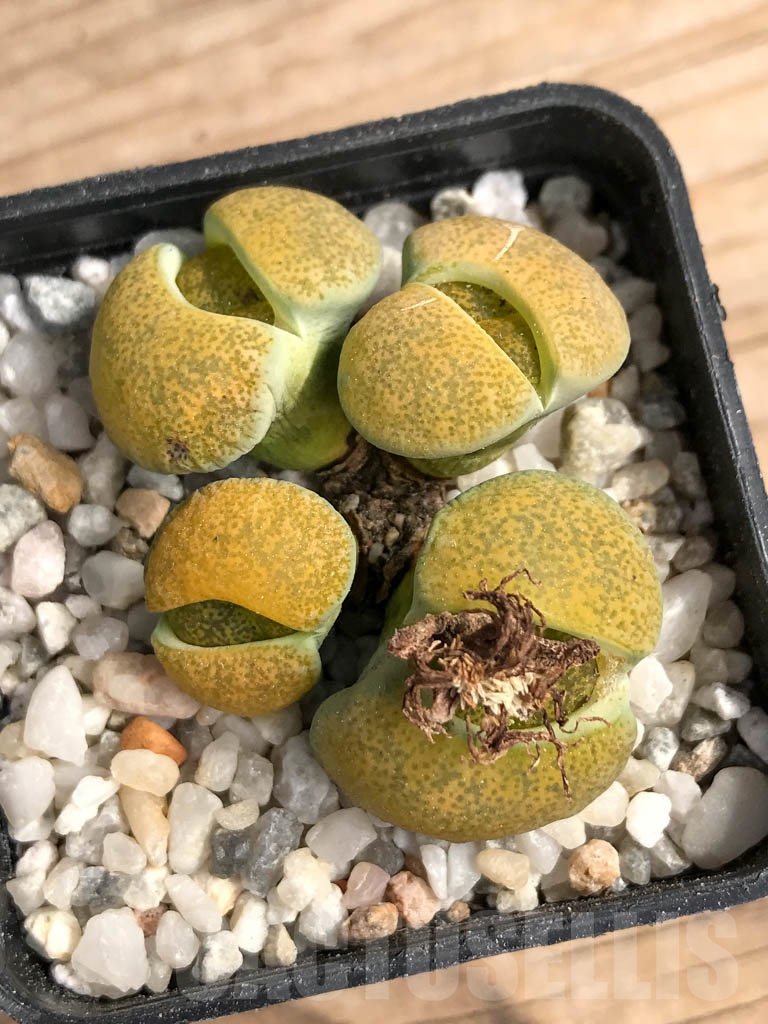 SHPR9081 Lithops lesliei ‘Albinica’