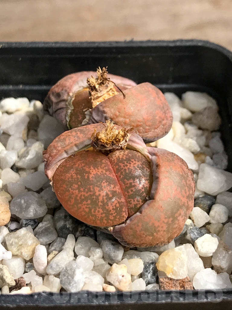 SHPR9083 Lithops lesliei var. minor
