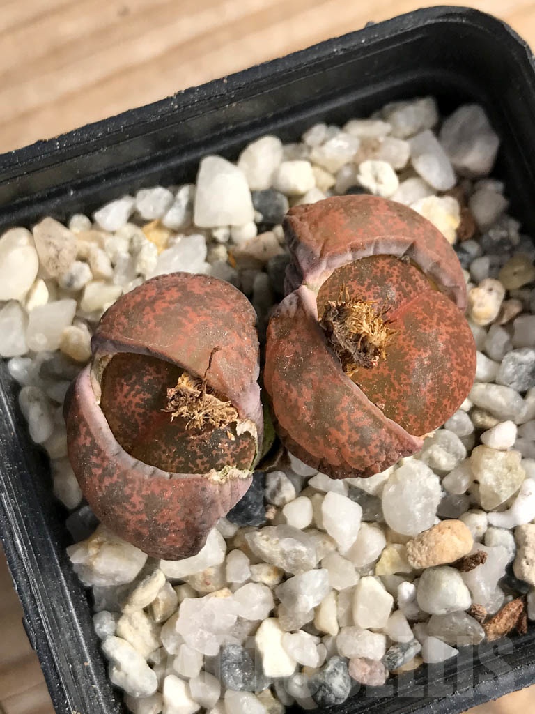 SHPR9083 Lithops lesliei var. minor - Image 3
