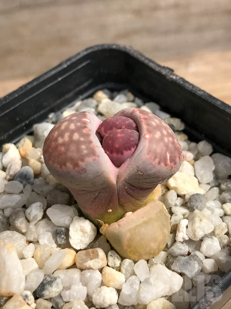 SHPR9090 Lithops julii C179 x L. salicola 'Bacchus' - Image 2