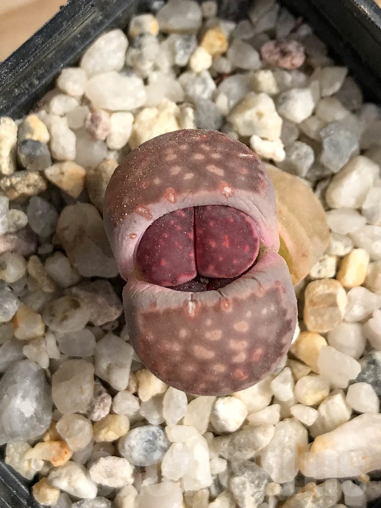 SHPR9090 Lithops julii C179 x L. salicola 'Bacchus'