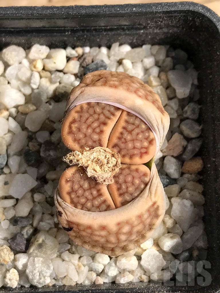 SHPR9092 Lithops hallii v. ochracea C303 - Image 2