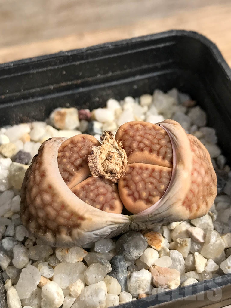 SHPR9092 Lithops hallii v. ochracea C303