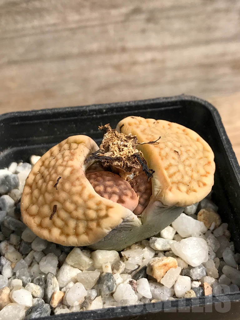 SHPR9093 Lithops hallii v. ochracea C303 - Image 2