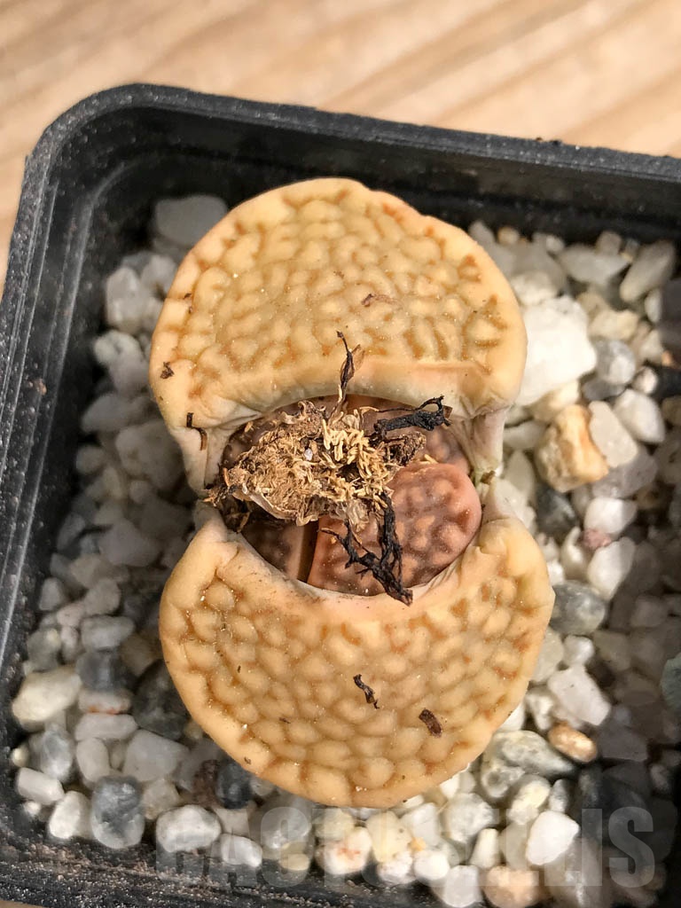 SHPR9093 Lithops hallii v. ochracea C303