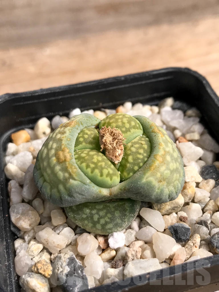 SHPR9094 Lithops julii var. Fullergreen - Image 2