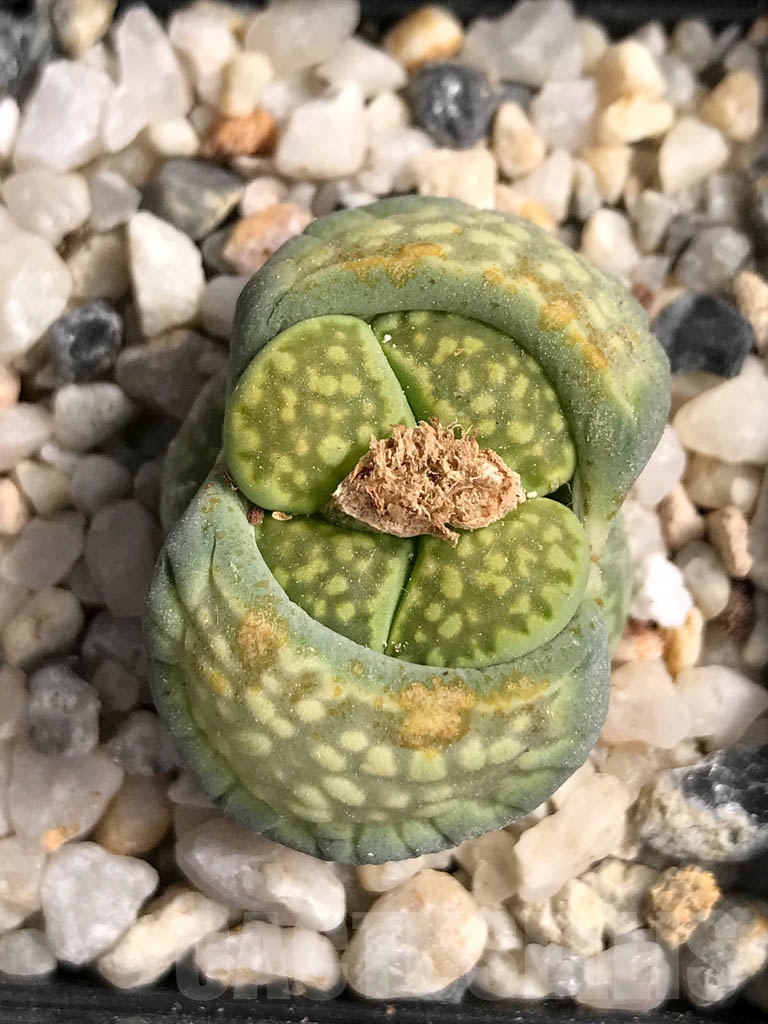 SHPR9094 Lithops julii var. Fullergreen