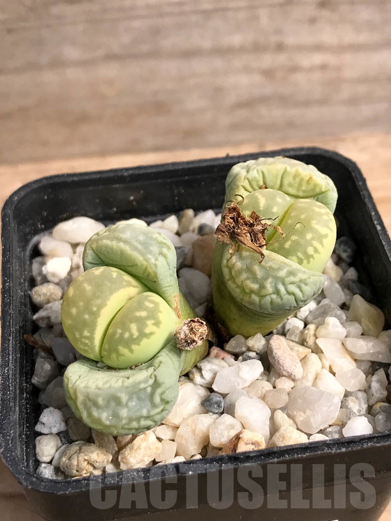 SHPR9095 Lithops marmorata cv. Polepsky Smaragd, 2 heads – Image 2