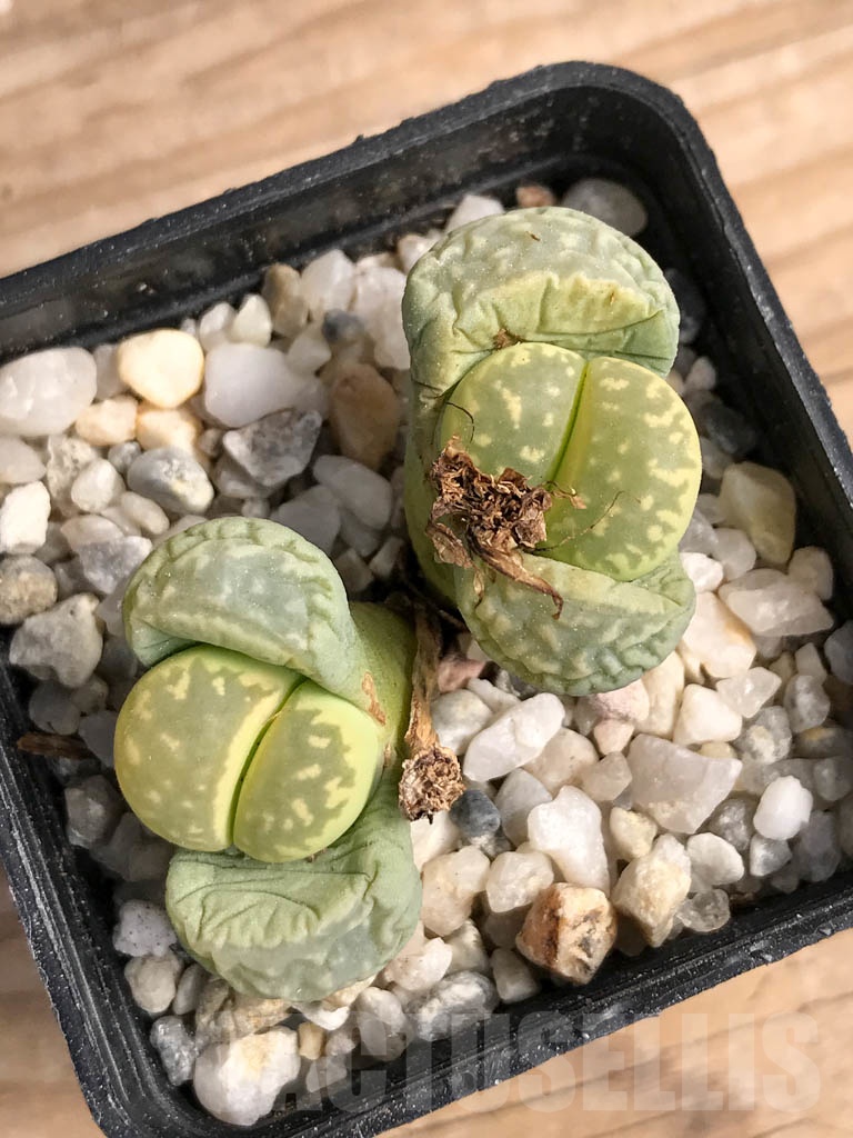 SHPR9095 Lithops marmorata cv. Polepsky Smaragd, 2 heads