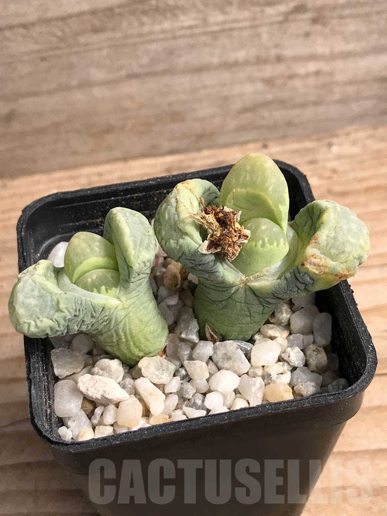 SHPR9096 Lithops marmorata cv. Polepsky Smaragd, 2 heads - Image 2