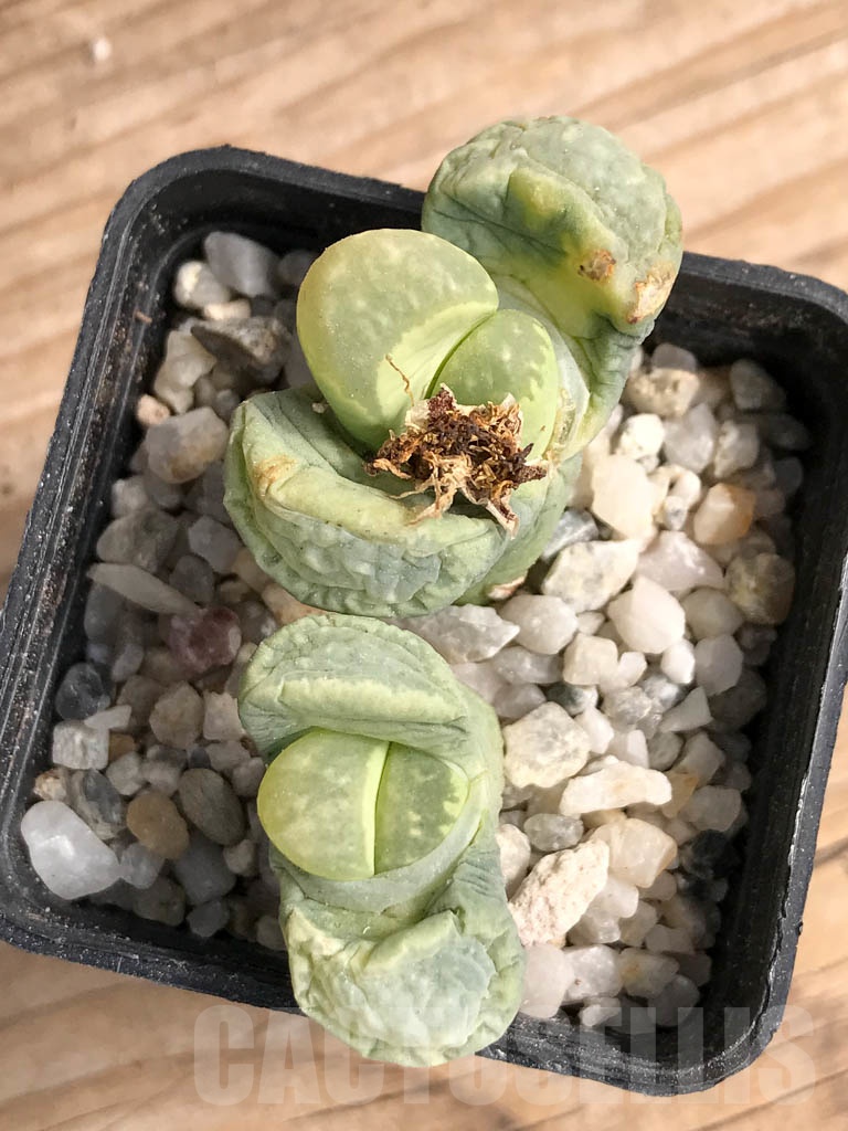 SHPR9096 Lithops marmorata cv. Polepsky Smaragd, 2 heads