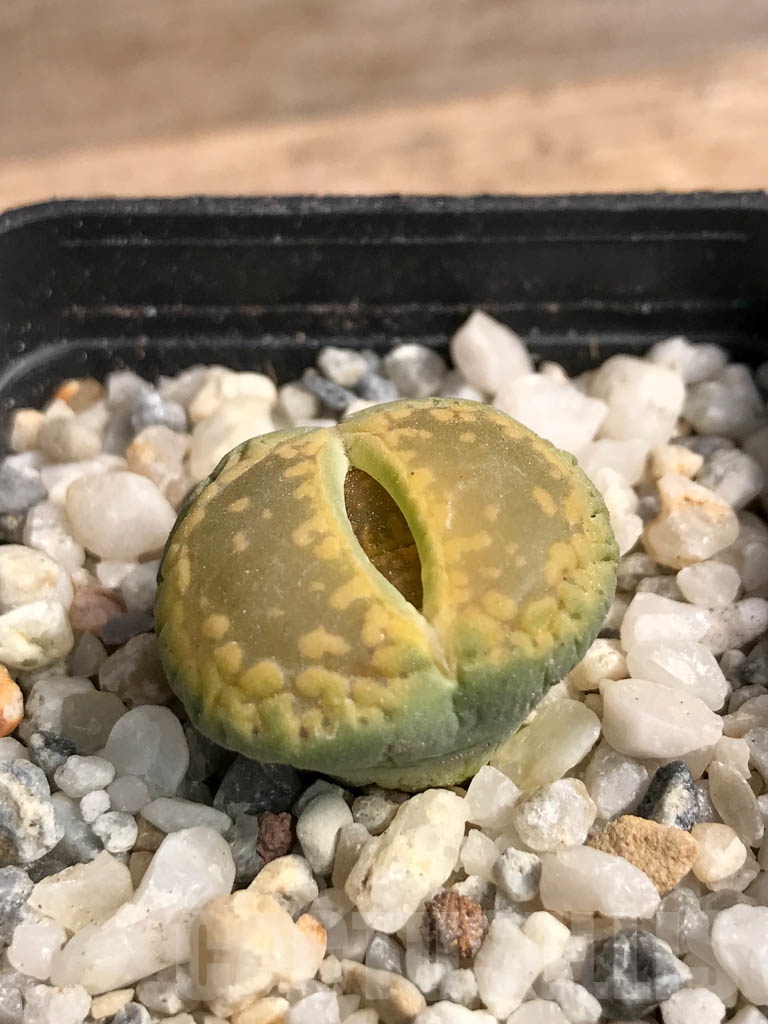 SHPR9101 Lithops aucampiae cv. Jackson’s Jade - Image 2