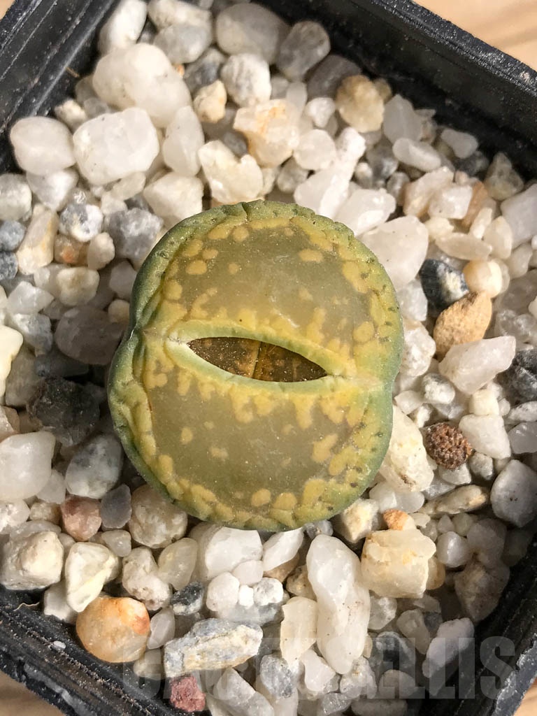 SHPR9101 Lithops aucampiae cv. Jackson’s Jade