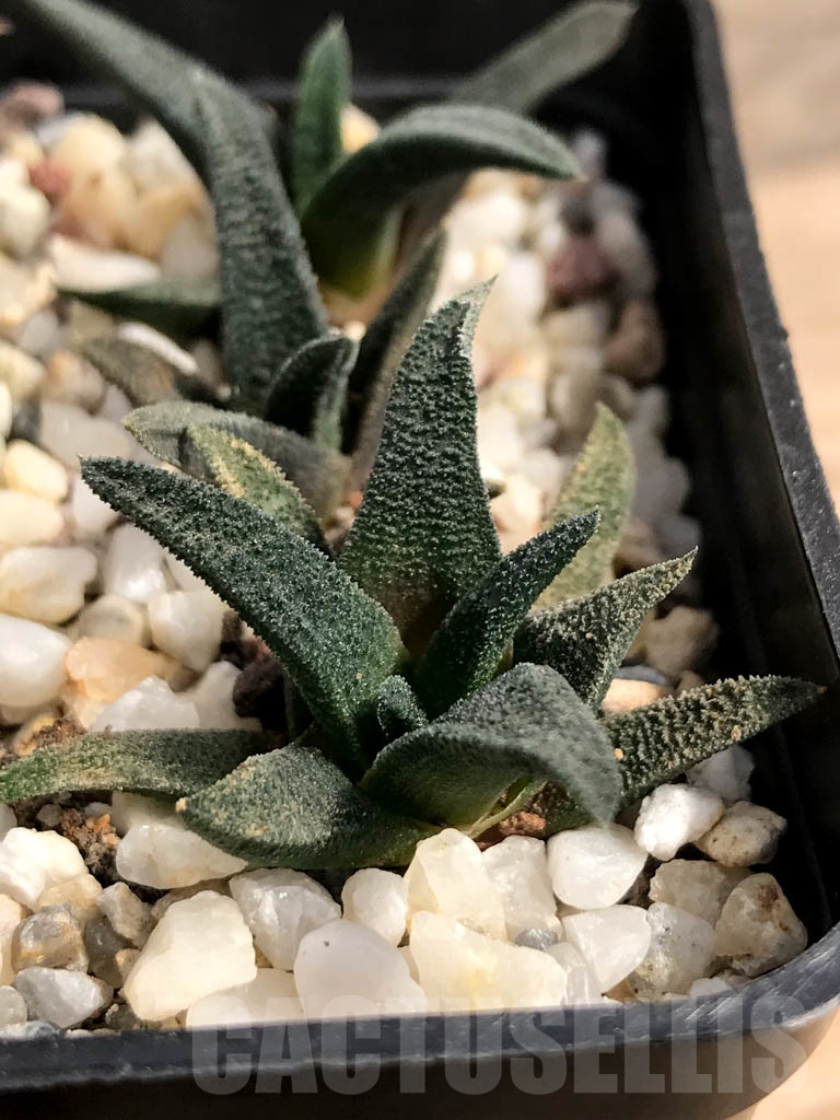 SHPR9113 Haworthiopsis sordida