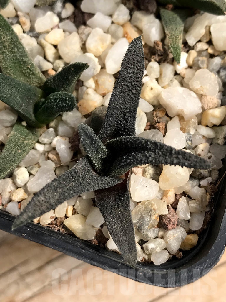 SHPR9113 Haworthiopsis sordida - immagine 4