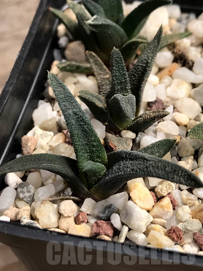 SHPR9113 Haworthiopsis sordida - immagine 5