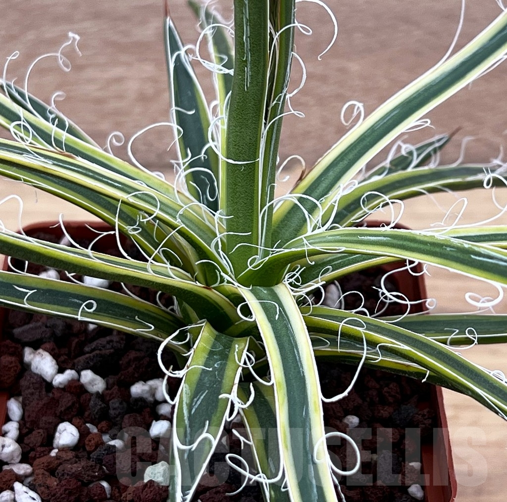 SHPR9289 Agave x leopoldi - Image 2