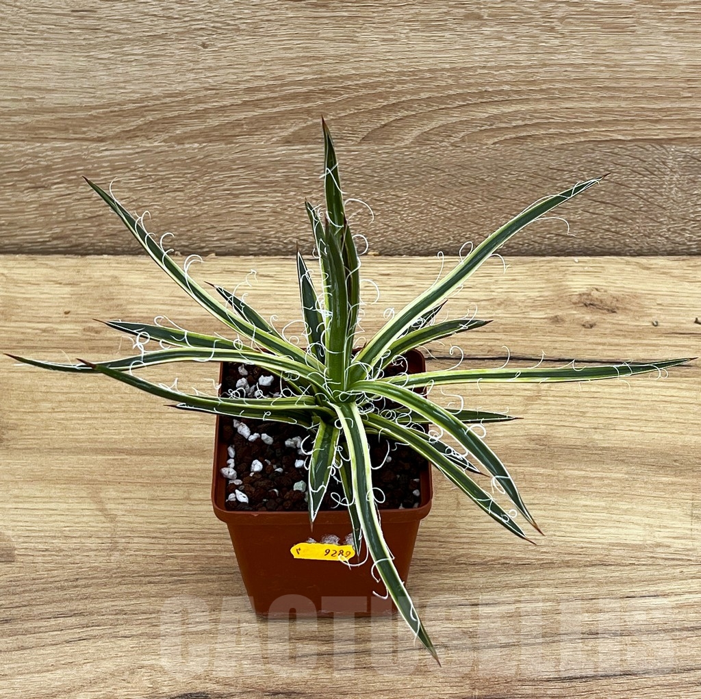 SHPR9289 Agave x leopoldi