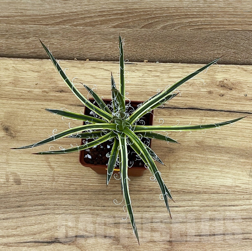 SHPR9289 Agave x leopoldi - Image 3