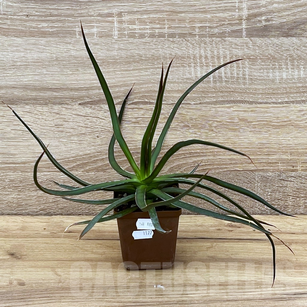 SH1177 Agave ocahui var. ocahui