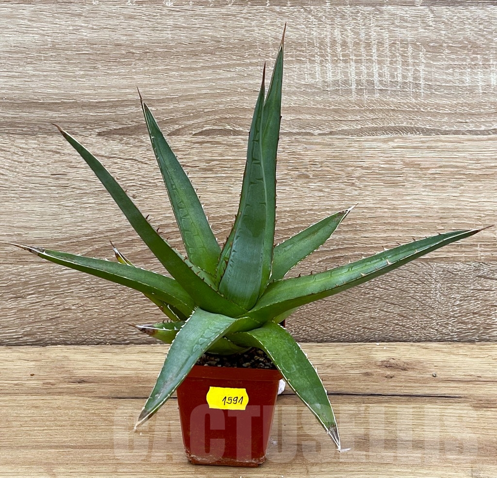 SH1591 Agave purpusorum