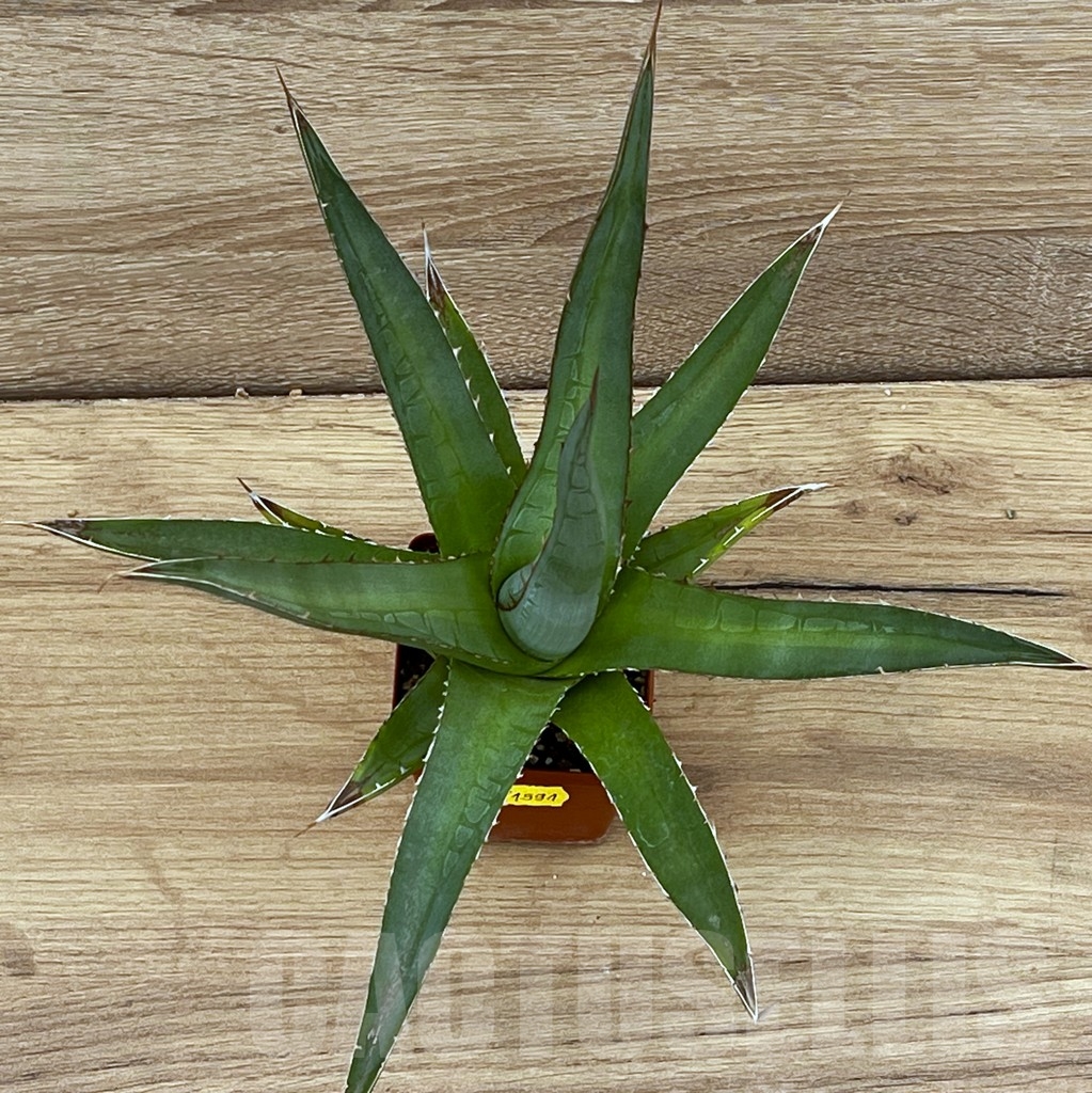 SH1591 Agave purpusorum - Image 2