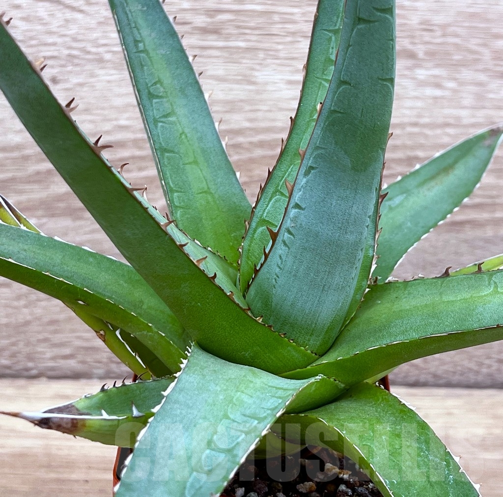 SH1591 Agave purpusorum - Image 3