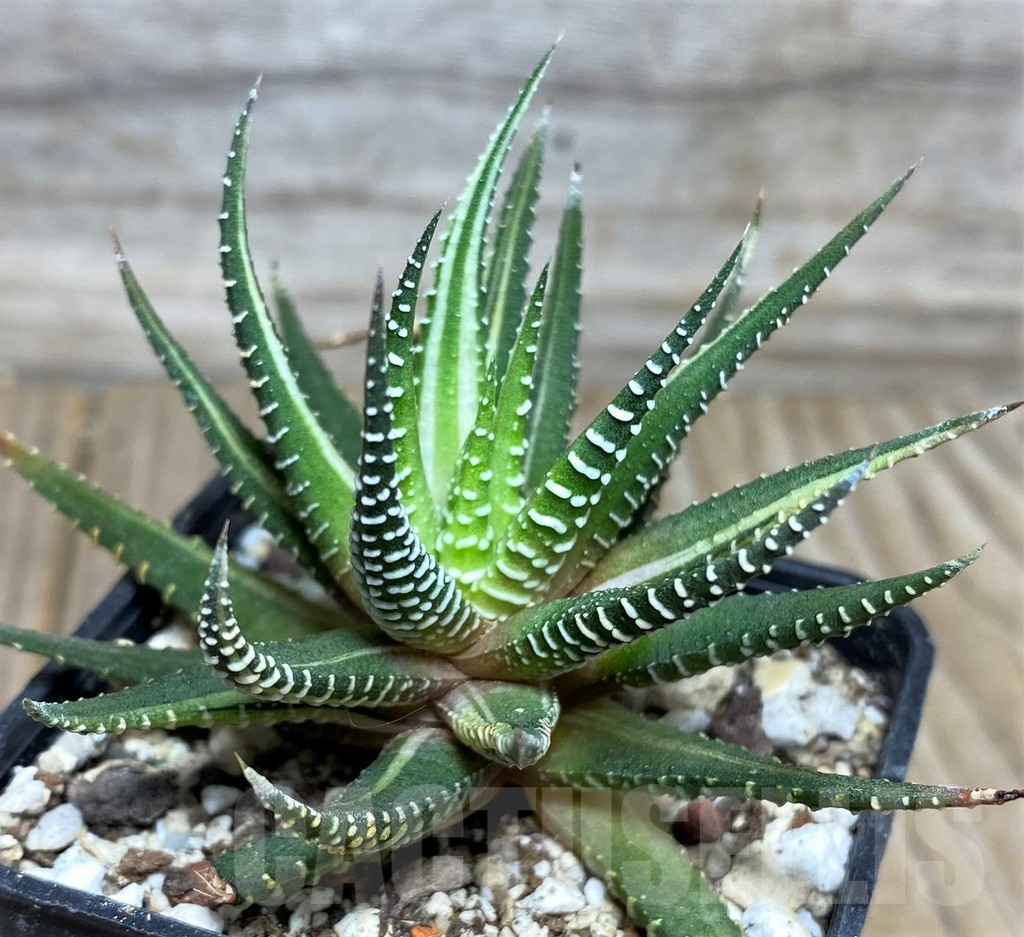 SHPR18546 Haworthia fasciata f. variegata - Image 2