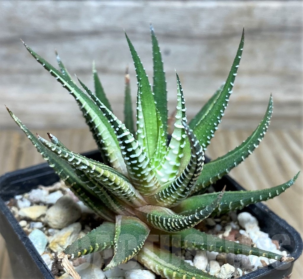 SHPR18546 Haworthia fasciata f. variegata