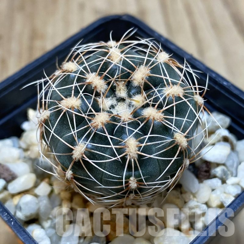 SH067 Gymnocalycium bruchii v. hossei