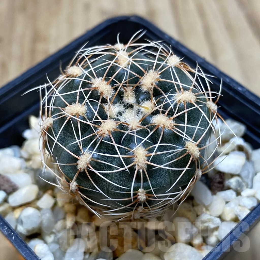 SH067 Gymnocalycium bruchii v. hossei