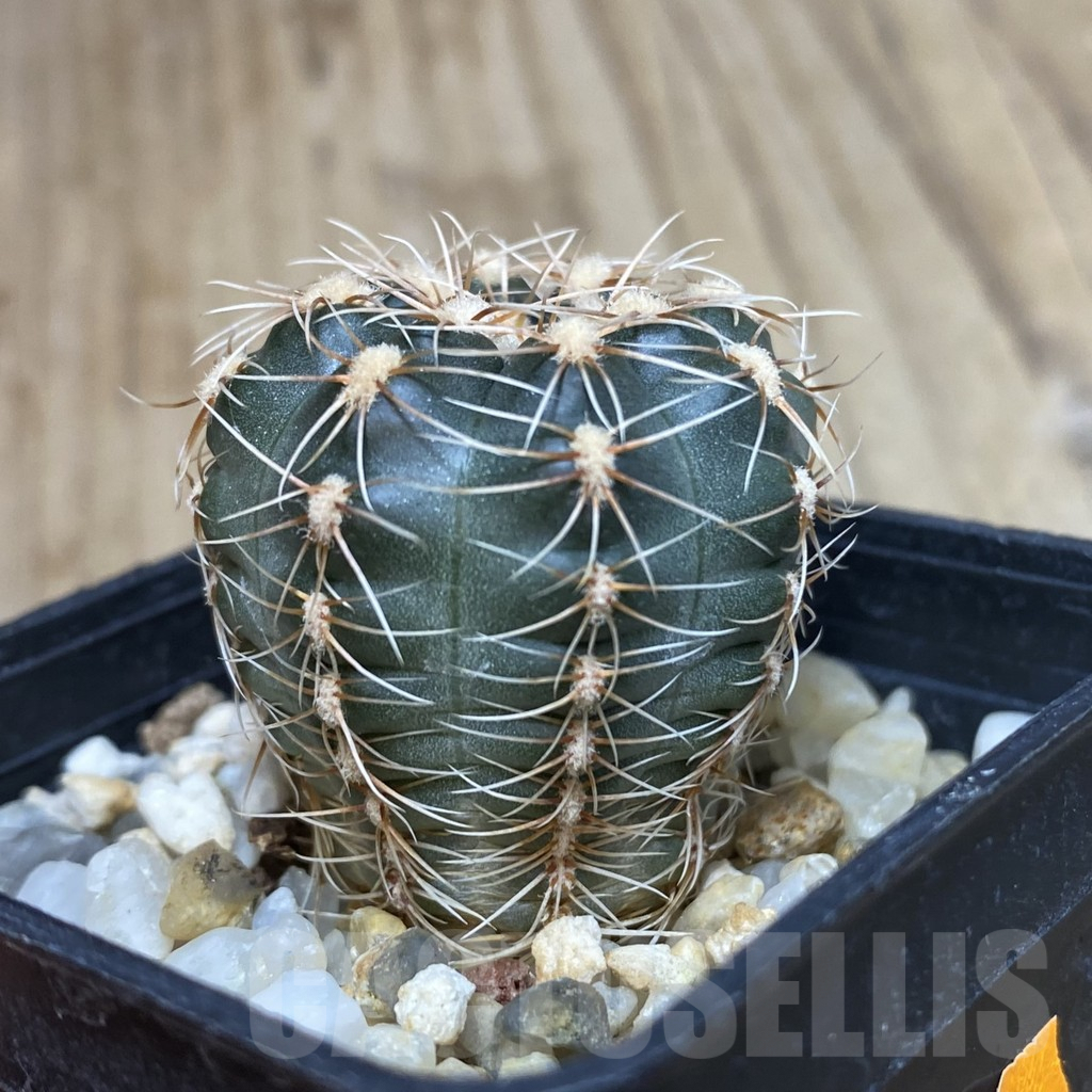SH067 Gymnocalycium bruchii v. hossei - Image 2