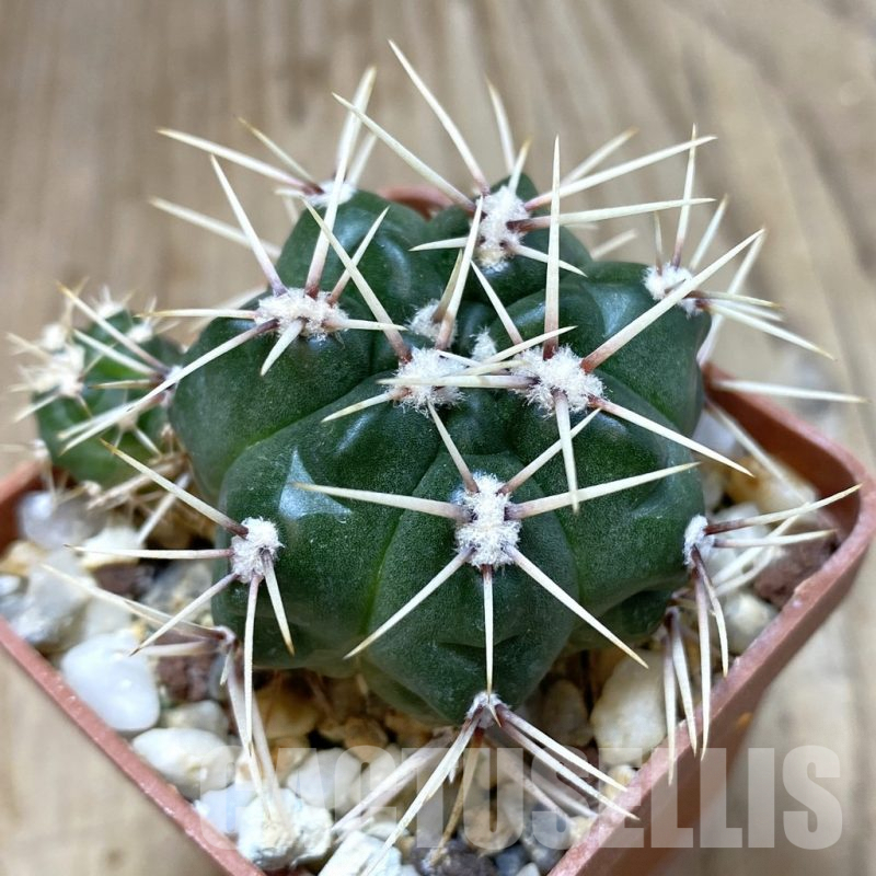 SH052 Gymnocalycium achirasense v. echinatum