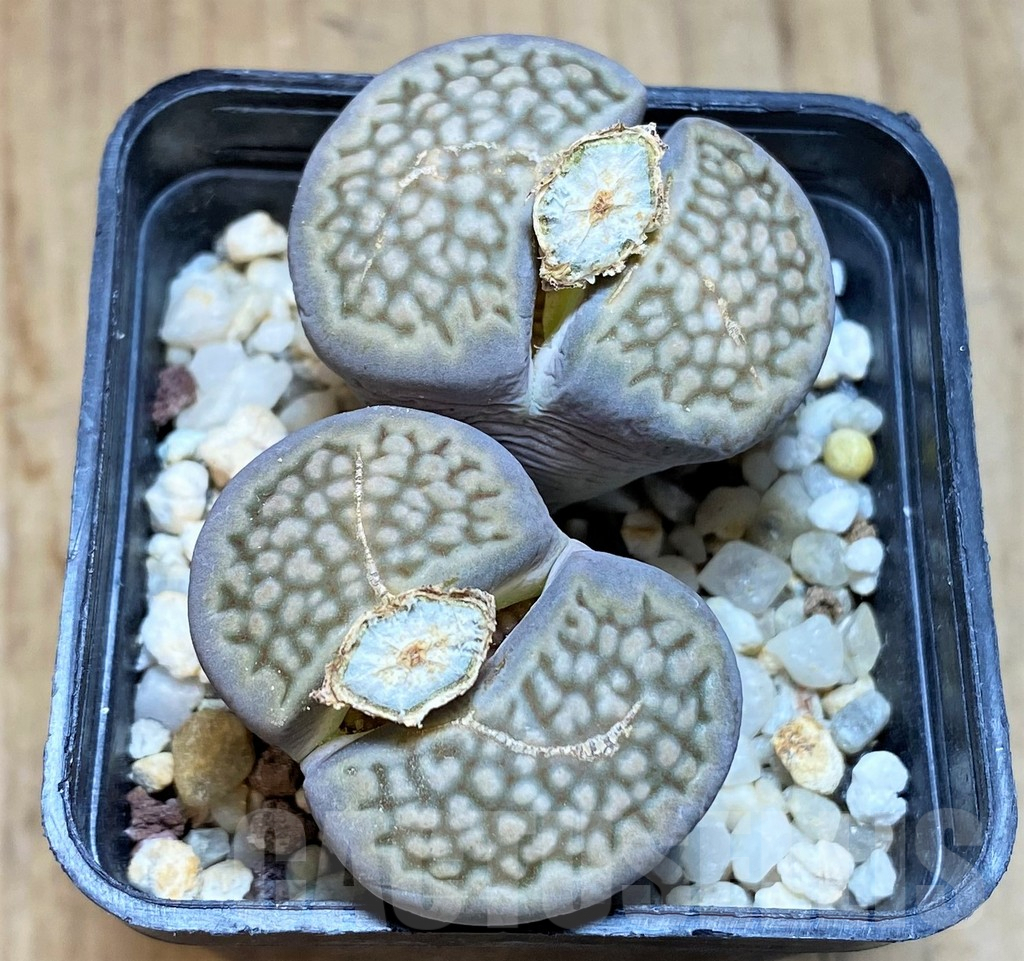 SH1031 Lithops hallii C 158, Cape Province, 2 heads