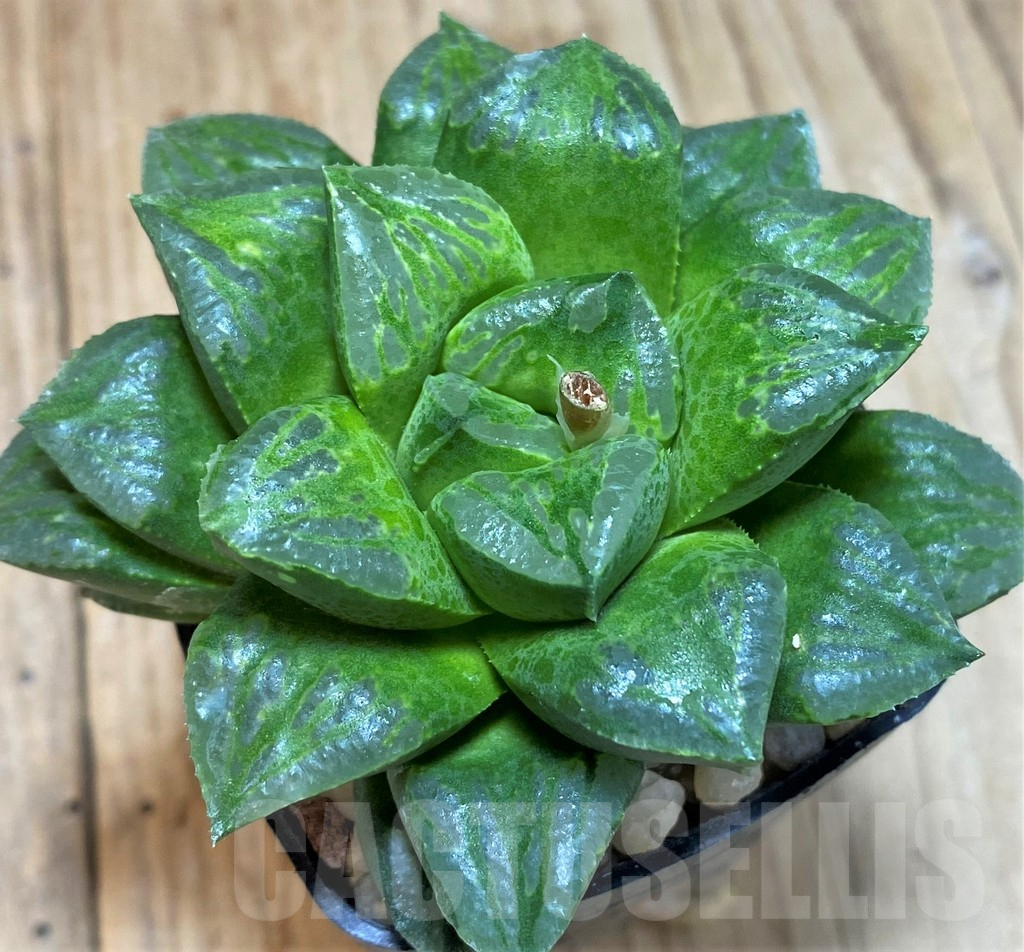 SH1368 Haworthia (pygmae x truncata) x mutica nigra x magnifica v. splendens