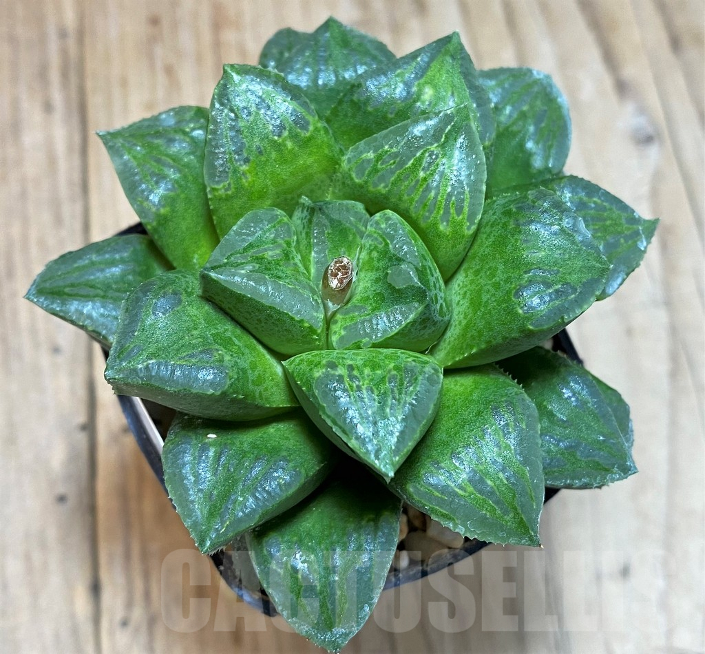 SH1368 Haworthia (pygmae x truncata) x mutica nigra x magnifica v. splendens - Image 2